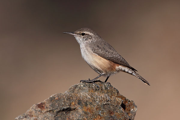 Rock Wren © Russ Chantler